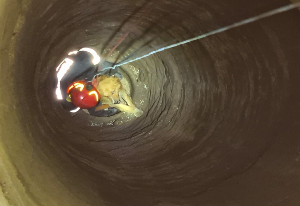 Un câine căzut într-o fântână adâncă de 15 metri, salvat de pompieri