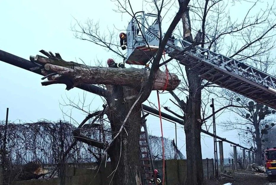 Intervenție contra cronometru în Neamț: Persoană strivită de un copac prăbușit peste o conductă de gaz