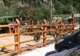 Păstrăvăria Cheița, la un pas de a fi închisă