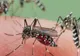 Primul caz de infecție cu virusul West Nile în Neamț