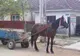 Căruțaș reținut după o tâlhărie la o vulcanizare din Târgu-Neamț