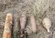 Bombe descoperite pe pășunea din Răucești