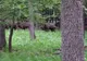 Turma de zimbri din Parcul Natural Vânători-Neamț apără un pui de privirile curioșilor(VIDEO)