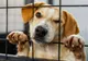 Alege-ți un prieten la Târgul de adopții din Piatra-Neamț!