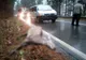 O căprioară a murit după ce a fost lovită de un microbuz cu elevi (FOTO)