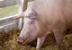 O nouă suspiciune de pestă porcină, confirmată în Neamț