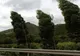 COD GALBEN de vânt în zona de munte a județului Neamț