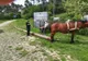 Prins cu un buștean furat din zona Pârtiei Cozla (FOTO)