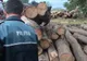 Hoți de lemne conduși la închisoare