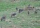 VIDEO Imagini rare cu o haită de lupi în pădurile din județul Neamţ
