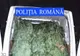 Peste 100 de pomi de Crăciun, confiscați de polițiști