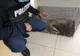 Bursucul salvat din subsolul unui bloc din Piatra-Neamț a fost eliberat (VIDEO)