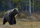 Un urs a atacat animalele dintr-o gospodărie în comuna Tașca
