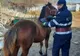 Cal salvat de pompieri după ce a căzut într-un beci