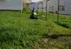 A început cositul în Piatra-Neamț