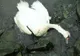 Șase leșuri de lebede scoase de pompieri de pe Lacul Bâtca Doamnei