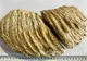 Molar de Mamut, vechi de 10.000 de ani, descoperit în albia râului Nechit