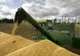 Cerealele din România, refuzate la export, din cauza contaminării cu organisme modificate genetic