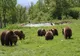 Ministrul Mediului dă undă verde pentru împușcarea a peste 400 de urși. 