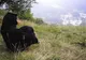 Mai multe persoane, înșelate de false măicuțe care ofereau servicii religioase online