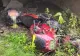 Descoperire tragică în Neamț. Un bărbat de 46 de ani a fost găsit fără viață sub un pod, prins sub un scuter