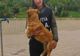 Câini salvați prin intermediul biroului pentru protecția animalelor
